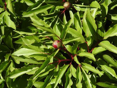 Paeonia broteri, photographed by João Gonçalves