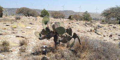 Opuntia streptacantha, photographed by Tereso Hernández Morales