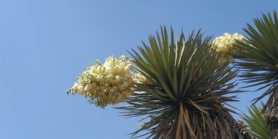 Yucca decipiens, photographed by Tereso Hernández Morales