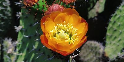 Opuntia streptacantha, photographed by Tereso Hernández Morales