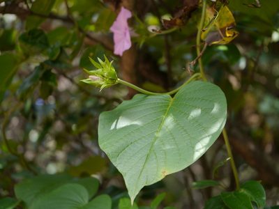 Argyreia boseana, photographed by Dinesh Valke