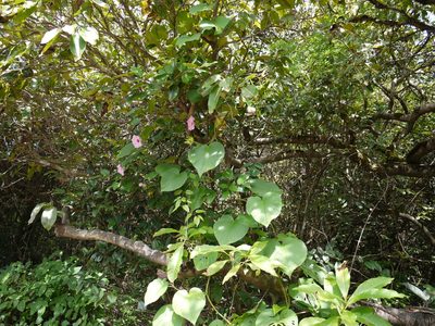 Argyreia boseana, photographed by Dinesh Valke