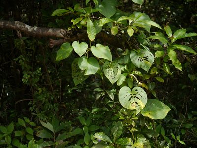 Argyreia boseana, photographed by Dinesh Valke