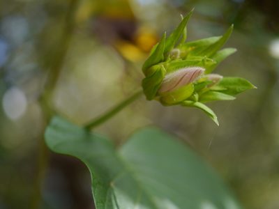 Argyreia boseana, photographed by Dinesh Valke