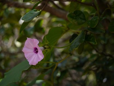 Argyreia boseana, photographed by Dinesh Valke