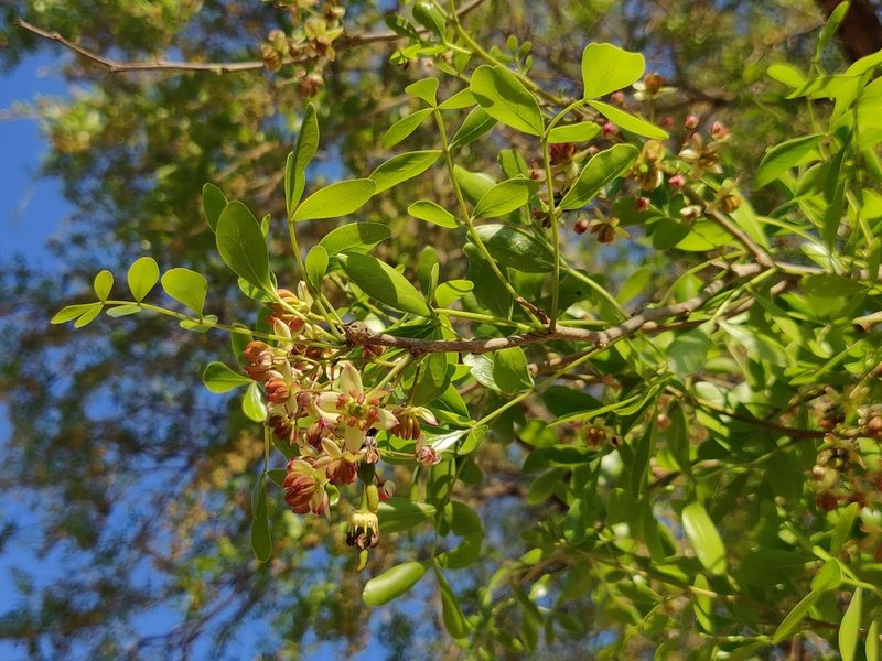 Limonia acidissima, photographed by T R Shankar Raman