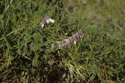 Salvia leucantha, photographed by Tom Lloyd Evans
