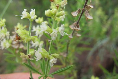 Ocimum angustifolium, photographed by James Deacon