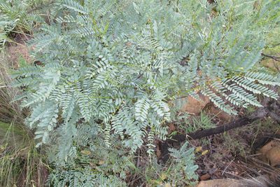 Entada burkei, photographed by James Deacon