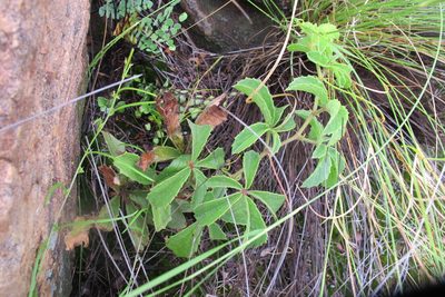 Cyphostemma lanigerum, photographed by James Deacon