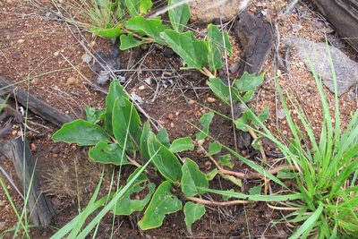 Harpagophytum zeyheri, photographed by James Deacon