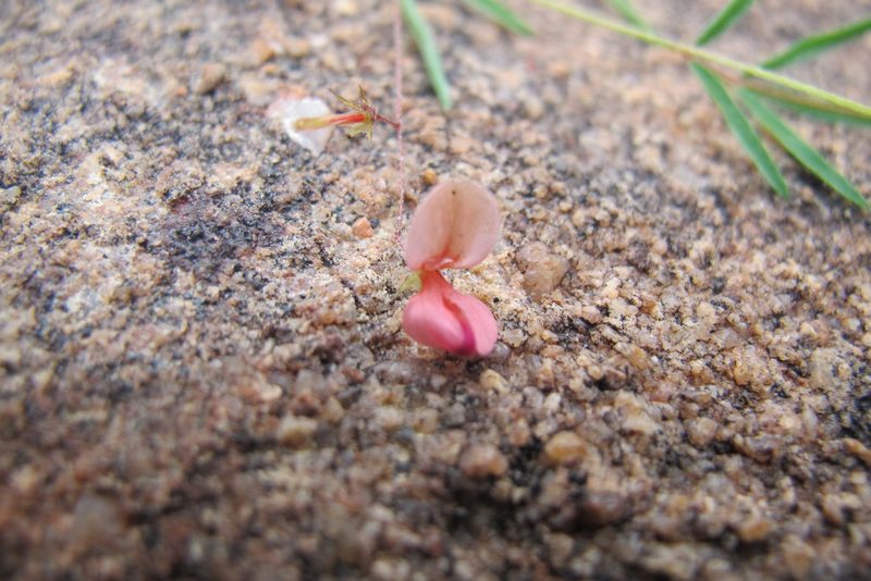 Indigofera filipes, photographed by James Deacon