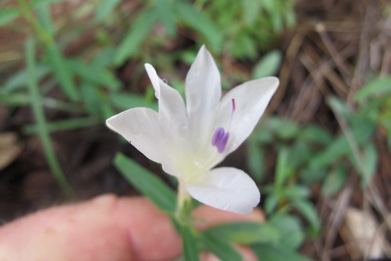 Barleria pretoriensis, photographed by James Deacon