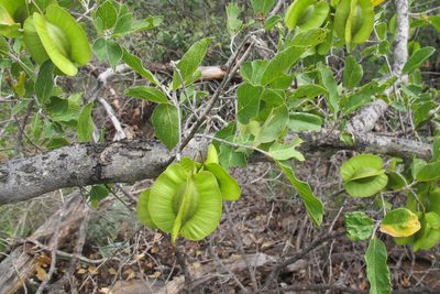 Combretum zeyheri, photographed by James Deacon