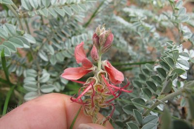 Indigofera pongolana, photographed by James Deacon