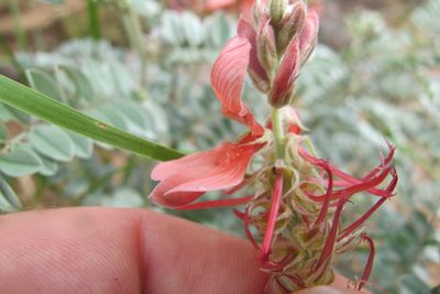Indigofera pongolana, photographed by James Deacon