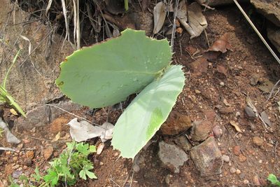 Cyphostemma oleraceum, photographed by James Deacon