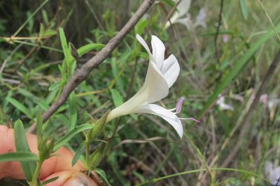 Barleria pretoriensis, photographed by James Deacon
