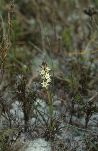 Wurmbea hiemalis, photographed by Tom Lloyd Evans