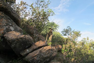 Cussonia transvaalensis, photographed by James Deacon