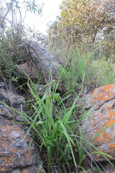 Chlorophytum bowkeri, photographed by James Deacon