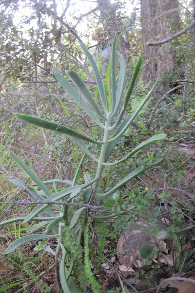 Cotyledon barbeyi, photographed by James Deacon
