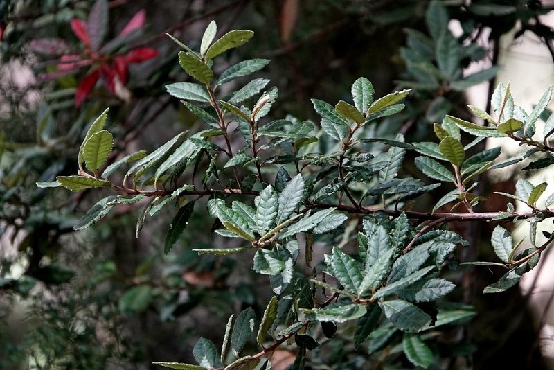 Elaeocarpus holopetalus, photographed by Max Campbell