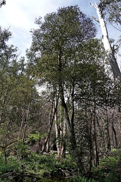 Elaeocarpus holopetalus, photographed by Max Campbell