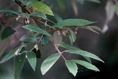 Atherosperma moschatum, photographed by Max Campbell