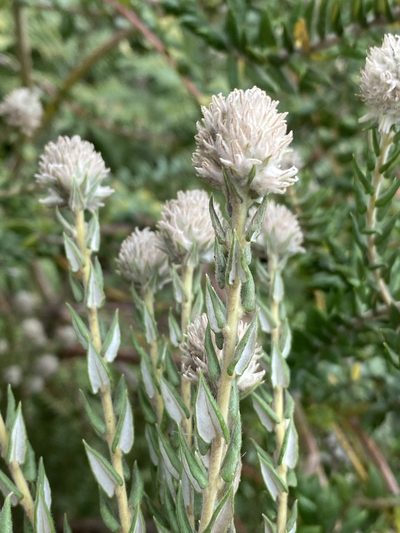 Phylica spicata, photographed by Dave U