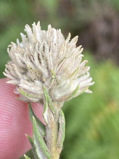 Phylica spicata, photographed by Dave U