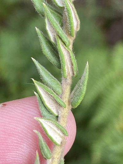 Phylica spicata, photographed by Dave U
