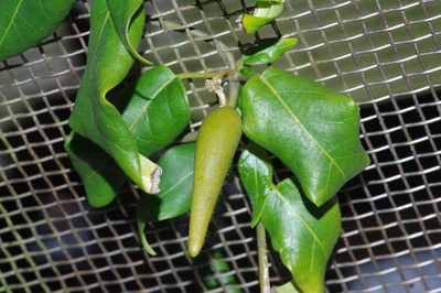 Marsdenia tinctoria, photographed by Takaaki Hattori