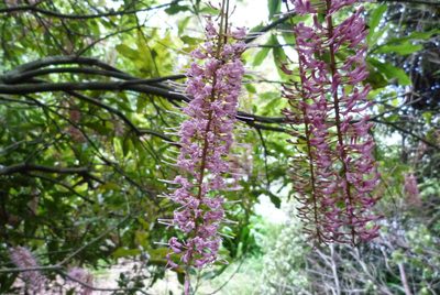 Macadamia tetraphylla, photographed by Colin Meurk