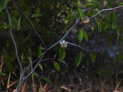 Prunus geniculata, photographed by novvictan