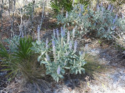 Lupinus cumulicola, photographed by novvictan