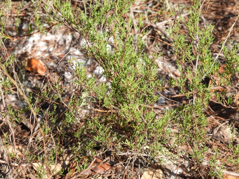 Polygonella myriophylla, photographed by novvictan