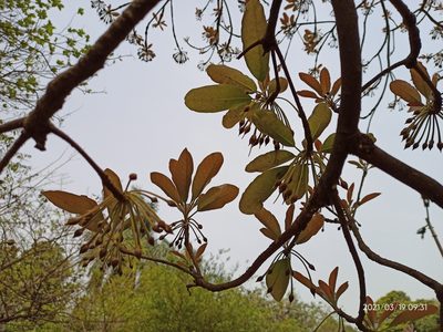 Madhuca longifolia, photographed by Sabarni Sarker