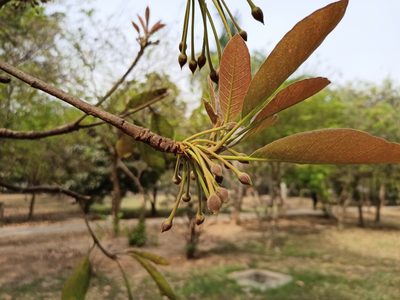 Madhuca longifolia, photographed by Sabarni Sarker