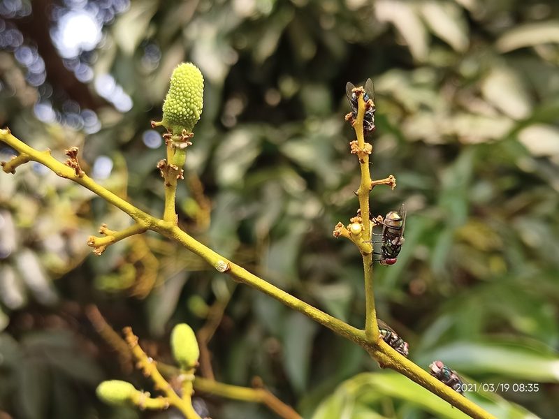 Litchi chinensis, photographed by Sabarni Sarker