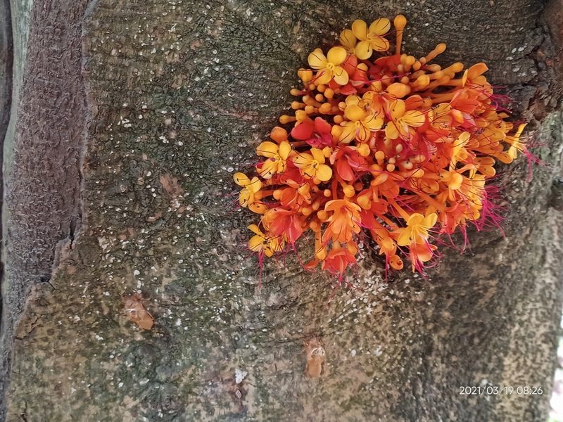 Saraca asoca, photographed by Sabarni Sarker