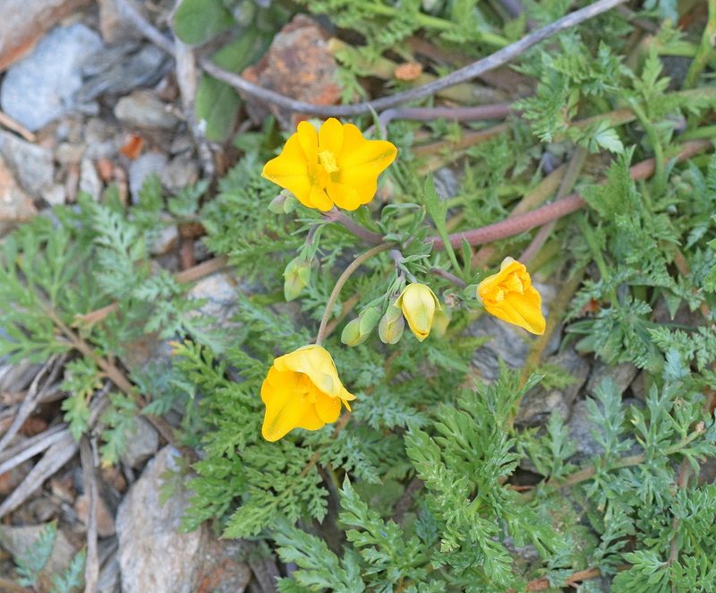Hypecoum imberbe, photographed by Kostas Zontanos