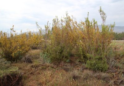 Leucadendron corymbosum, photographed by Tony Rebelo