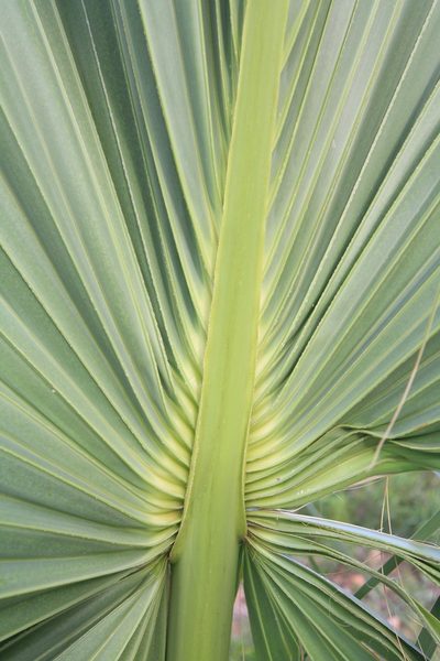 Sabal causiarum, photographed by Brian Oakes Haiti Hunter