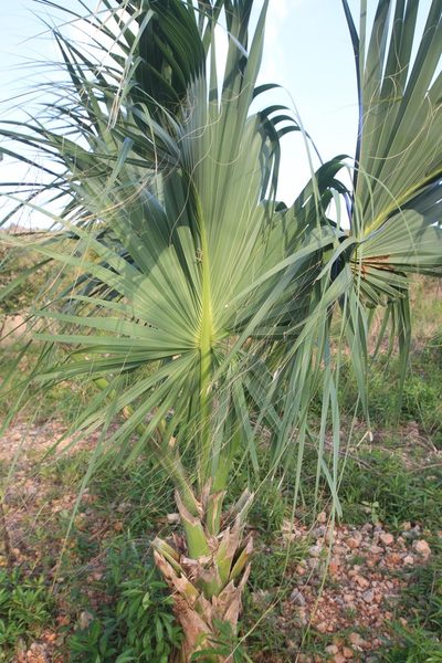 Sabal causiarum, photographed by Brian Oakes Haiti Hunter
