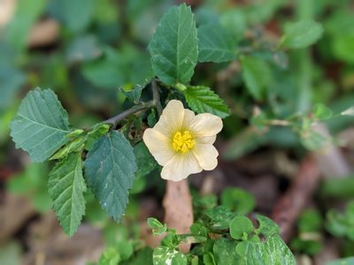 Sida ulmifolia, photographed by Michelle Sevcovas