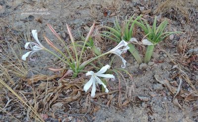 Crinum crassicaule, photographed by i_c_riddell