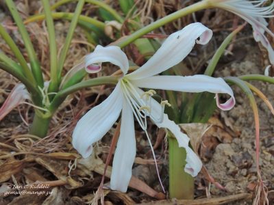 Crinum crassicaule, photographed by i_c_riddell