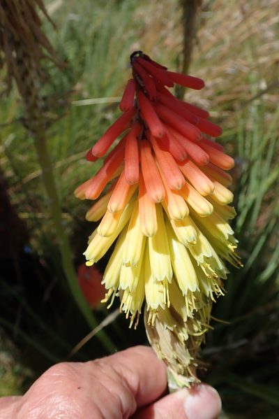 Kniphofia stricta, photographed by Peter Warren