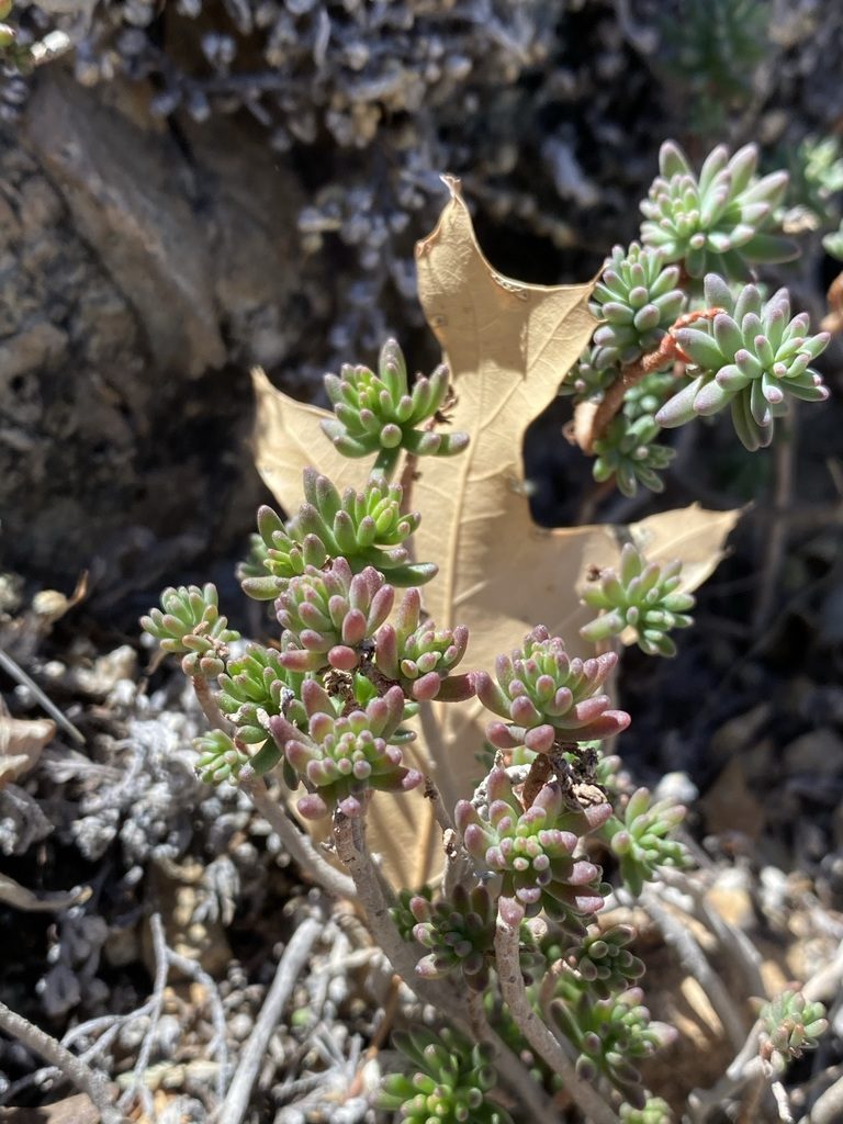 Sedum havardii, photographed by Matt Berger